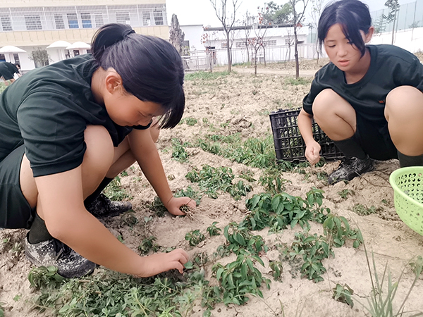 学生在启德特训学校劳动基地采摘