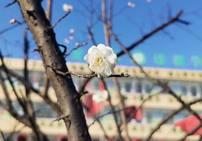 【启德特训疫情工作总结】众志成城 团结一致 共克时艰!