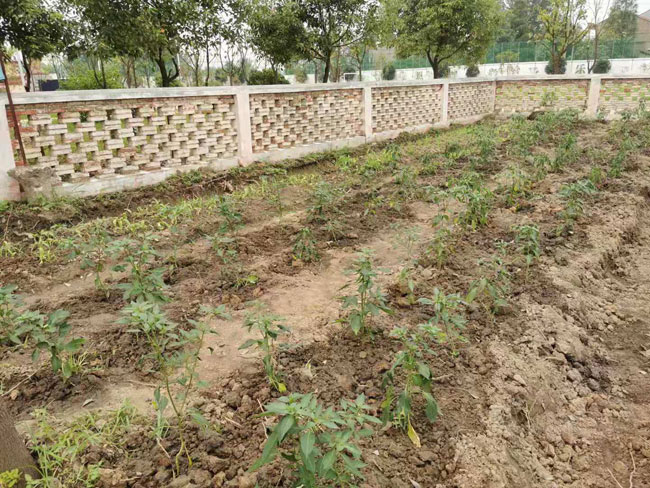 正苗启德特训学校劳动教育基地陆续完善中